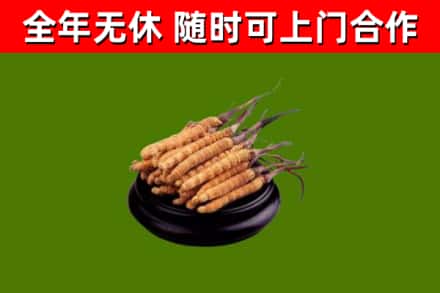 皇姑烟酒回收冬虫夏草.jpg